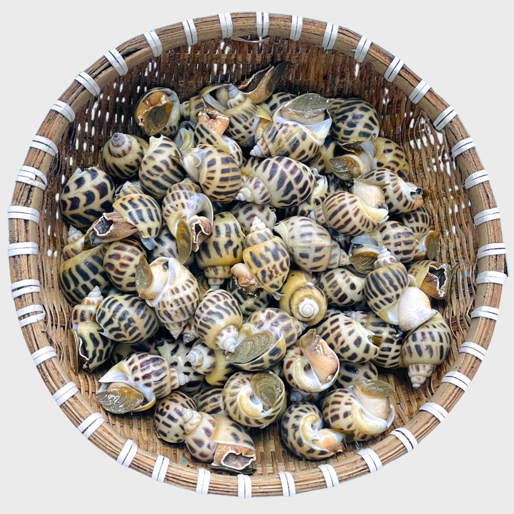 Ốc Hương Sống 90-100 Con