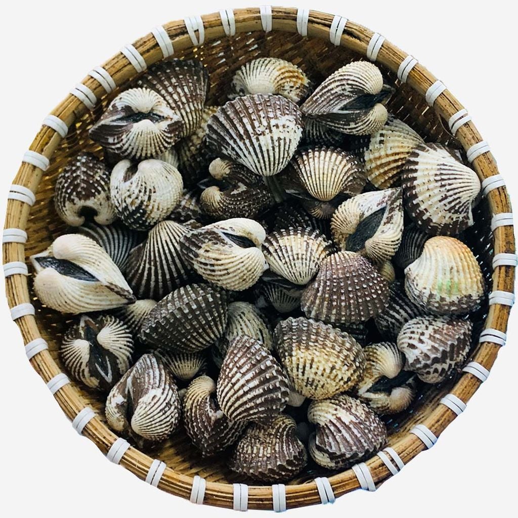 Sò Huyết Indo Sống Size 20-30